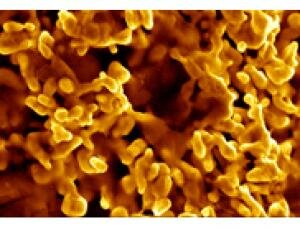 Bacterioform Gold