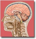 Brain