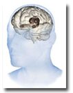 Brain