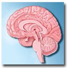 Brain