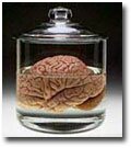 Brain