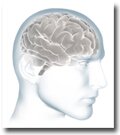 Brain