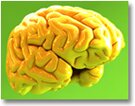Brain