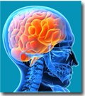 Brain