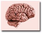Brain
