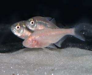 Cavefish