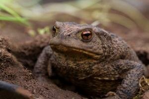 Bufo bufo