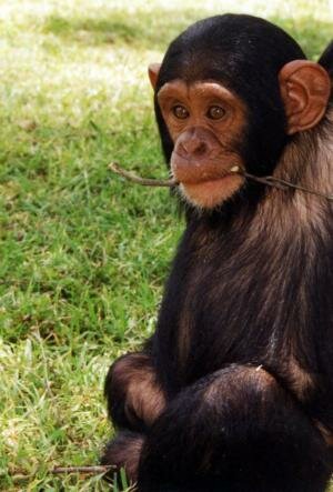 Chimpanzee