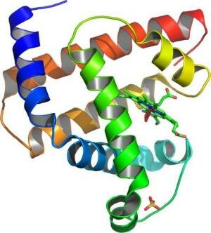 Myoglobin