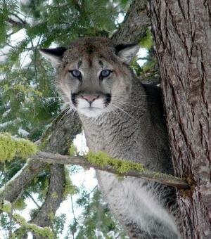 Cougar Predation