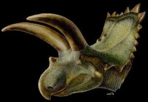 Dinosaur Coahuilaceratops