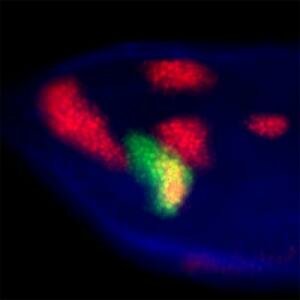 Drosophila species