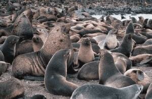 Fur seals on a beach