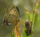 Insect Herbivory