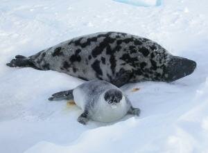 Hooded Seals