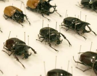 Horned beetles