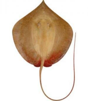 Hortle's Whipray