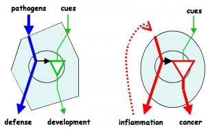 Molecular Link Between Inflammation And Cancer