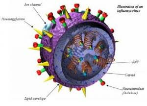 Influenza virus