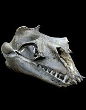 Killer whale