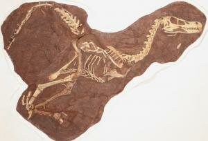 Skeleton