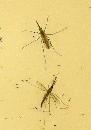 Malaria in Africa