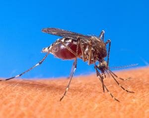 Mosquito on human skin