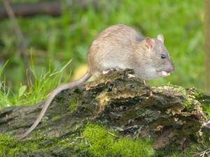 Brown Rat
