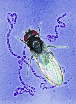 Old World fruit fly