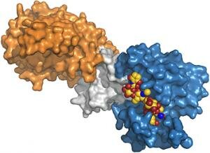 PBP2 enzyme