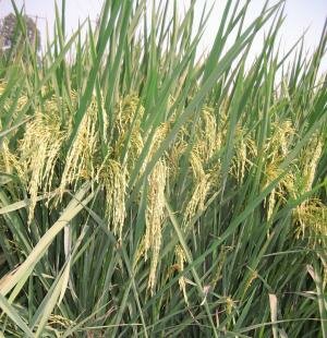 Rice