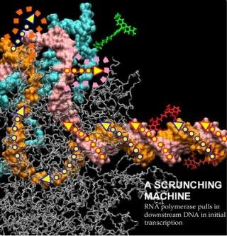 RNA polymerase