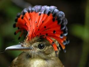 Royal flycatcher