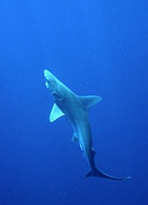 A sandbar shark