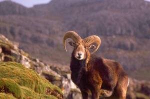 Sheep
