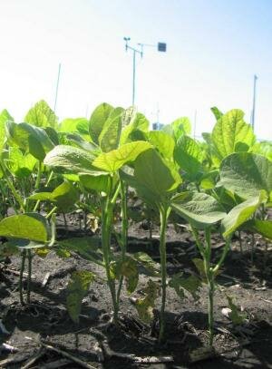 Soybean plants