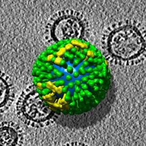 structure of influenza virus