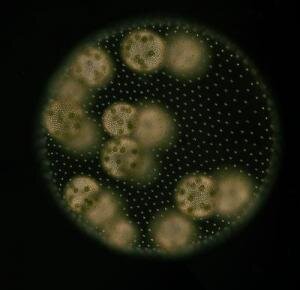 Female colony